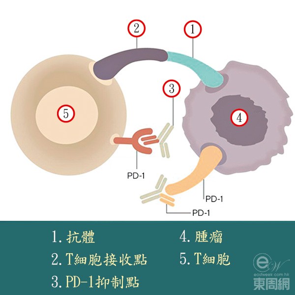 PD-1免疫治療的原理是阻止PD-1和PDL-1結合，令T細胞能夠發揮殺菌功效。